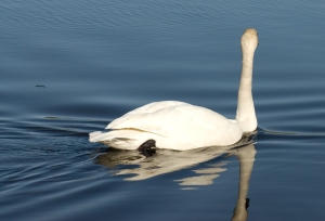 Trumpeter swan on lake.